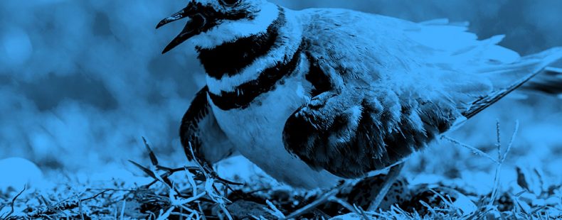 窝蛋小水鸟鸟的形象,在一个蓝色的过滤器。