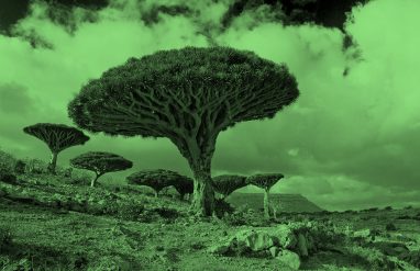 龙树;绿色滤光片