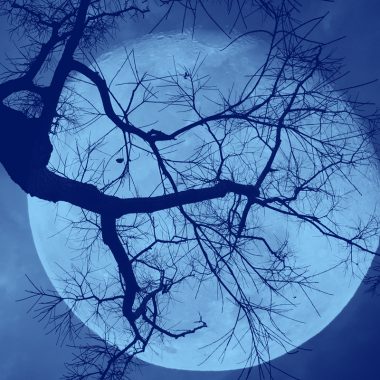 轮廓的树枝在满月的背景下