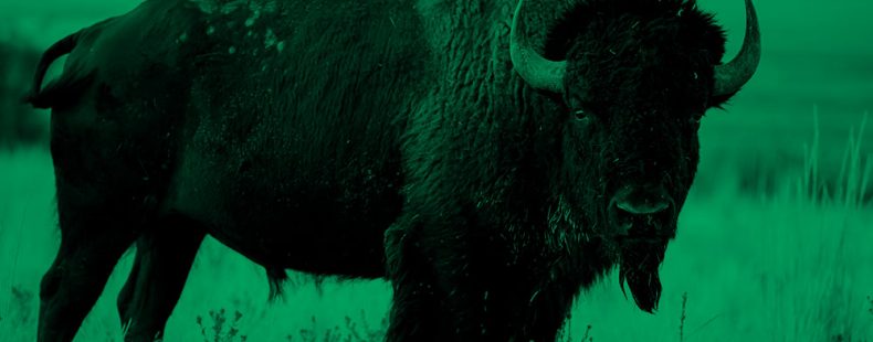 北美野牛;绿色滤光片